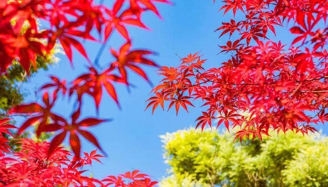 秋风起 枫叶红，古诗词里的枫叶，红枫染尽山林，岁月温柔了时光
