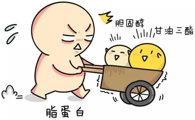 血脂那些事——解密“血液高速公路”的健康状态