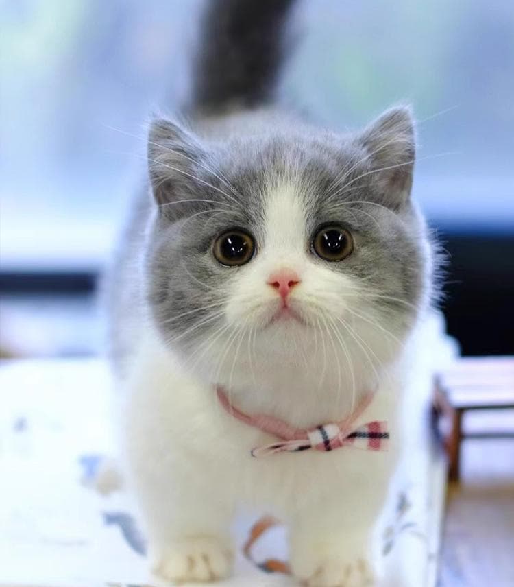 猫咪需要的维生素B：种类、作用及补充方法