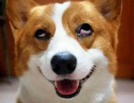 柯基犬的断尾问题