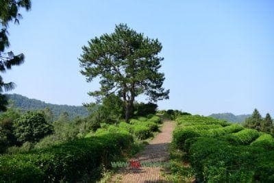 瑞安十大特产：从白毛茶到海螺，品味温州瑞安的地道风味