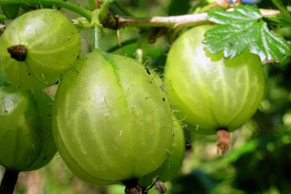 醋栗种植技术与管理要点：从育苗到病虫害防治的全面指南