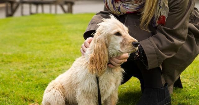 冬季宠物犬护理全攻略：15个要点让爱犬温暖过冬