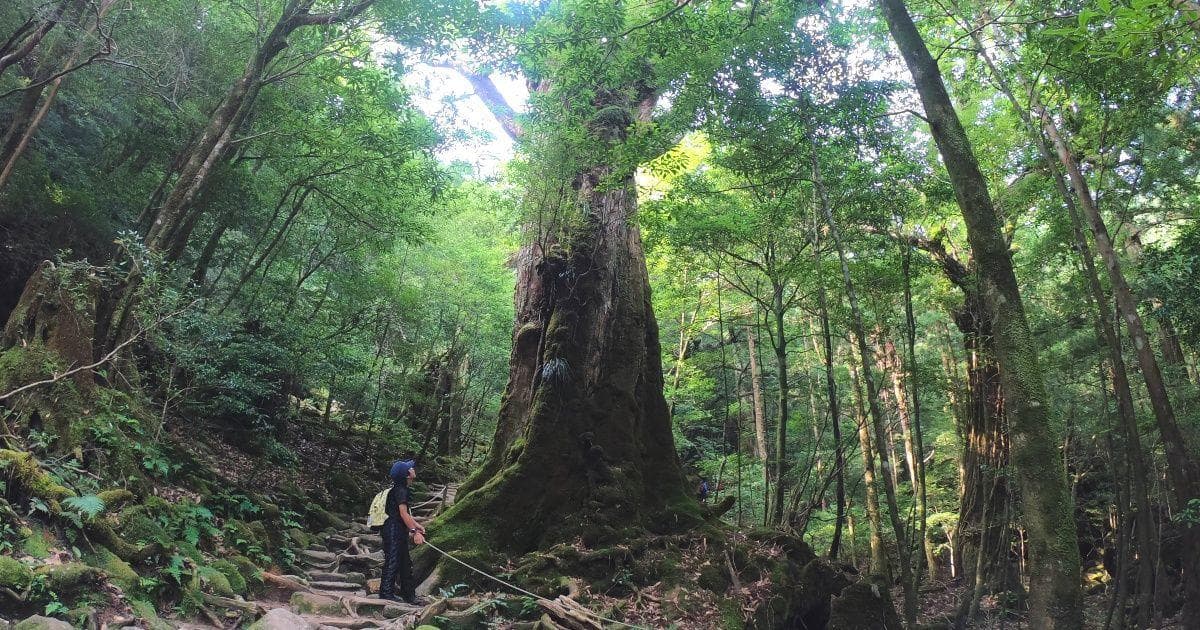 屋久岛徒步旅行 | 推荐给单身旅行者的廉价旅行