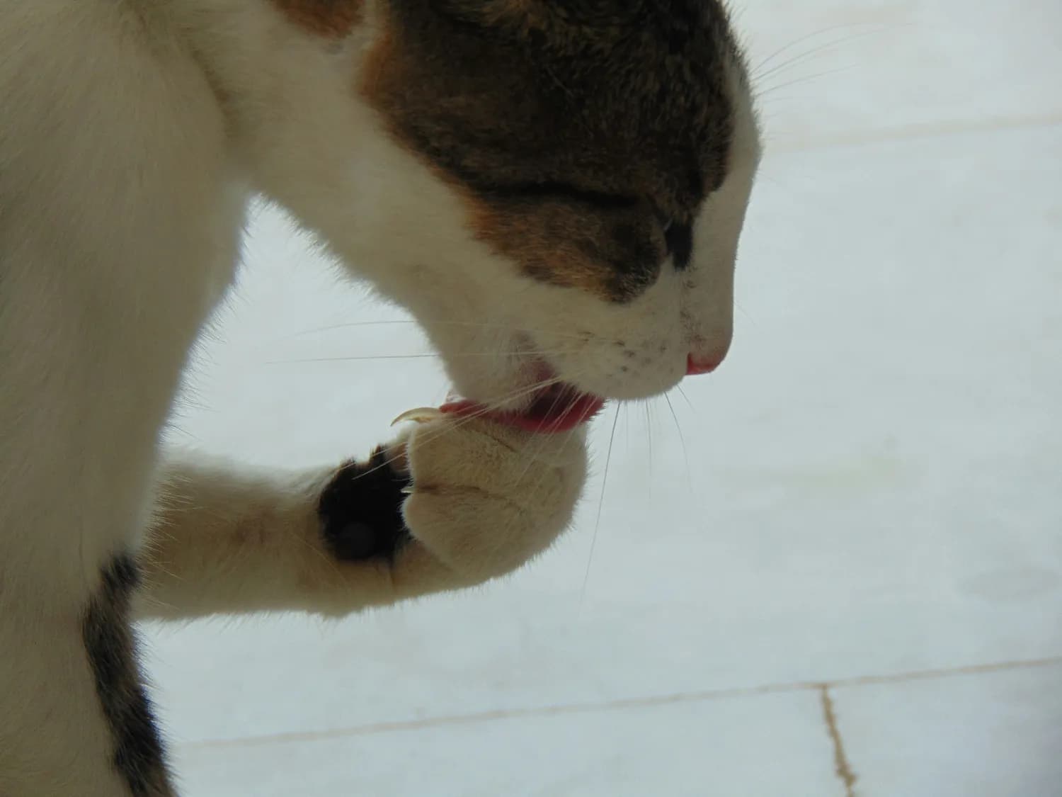 猫咪专用牙刷牙膏使用指南：从选购到日常护理