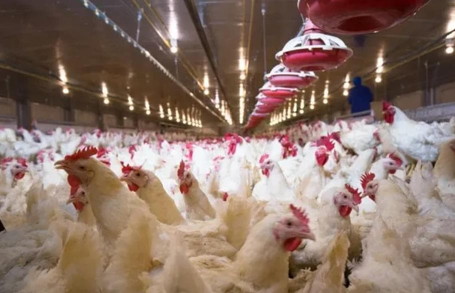 美国重要肉鸡生产州的商业家禽养殖场首次检出禽流感病毒
