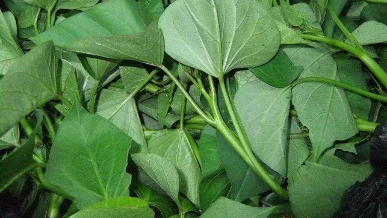 番薯叶的功效与作用、禁忌和食用方法