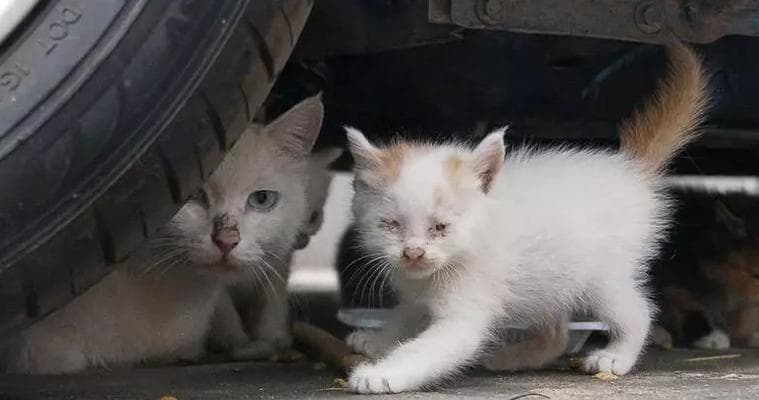 流浪猫一天应该吃多少猫粮？如何科学喂养流浪猫？