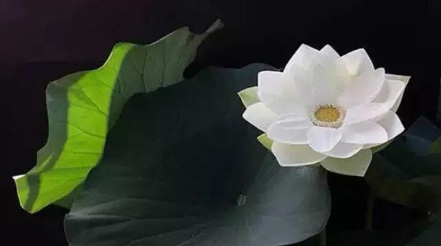 一诺千金的力量