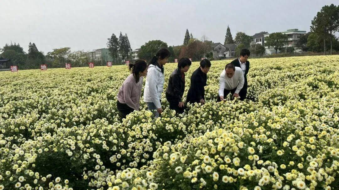 浙江实施《杭白菊全产业链标准综合体》，全方位守护每一朵菊花！