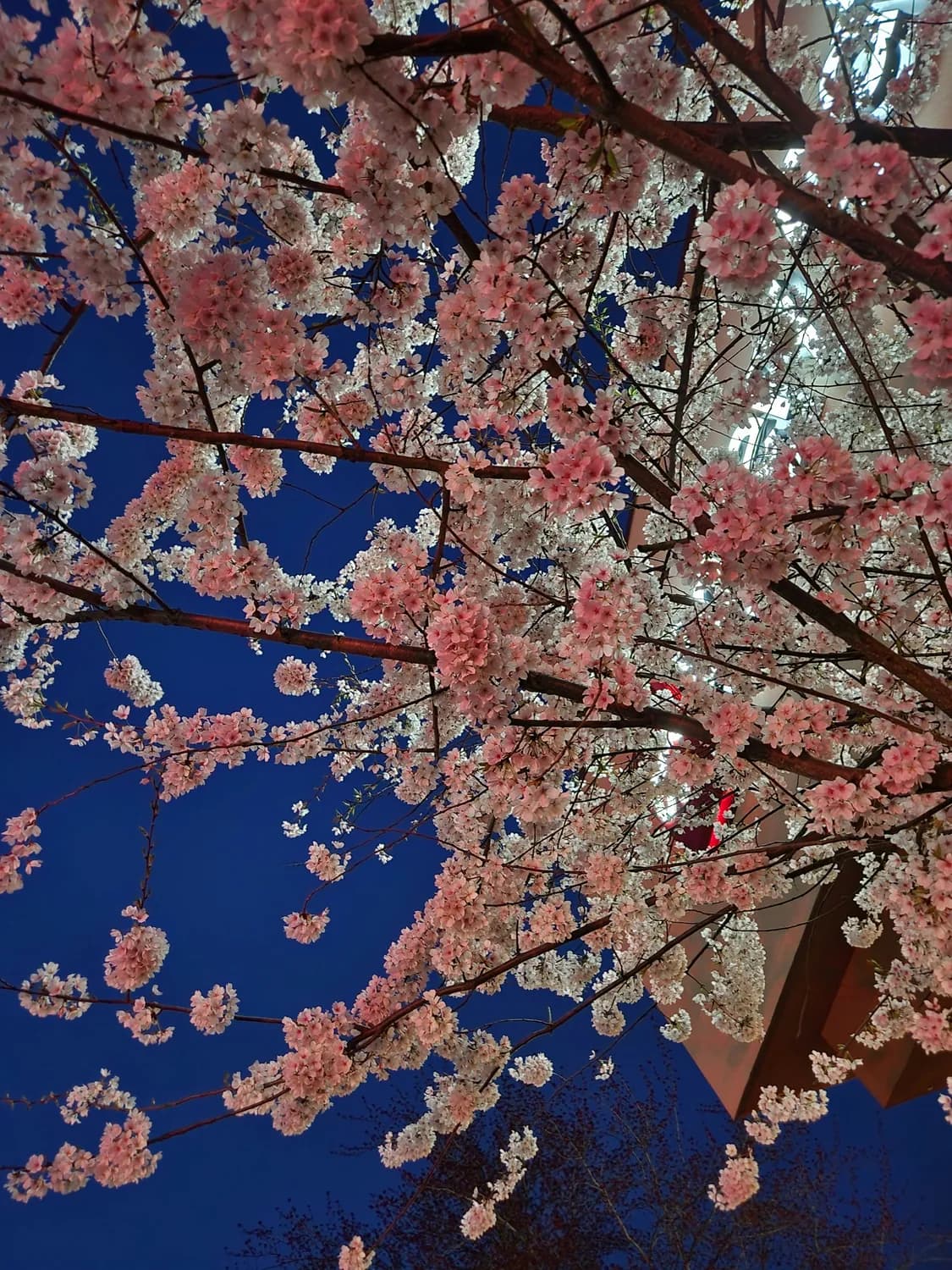 春暖花开：从南到北的绝美花海之旅