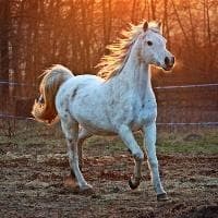 煮粽子要煮多久？煮粽时间、技巧与要点详解