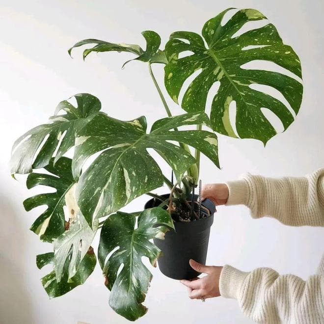 龟背竹烂根快速挽救技巧，促使长新根有妙招