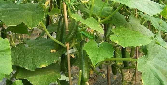 黄瓜的土壤适宜性研究（黄瓜种植的土壤条件和栽培技巧）
