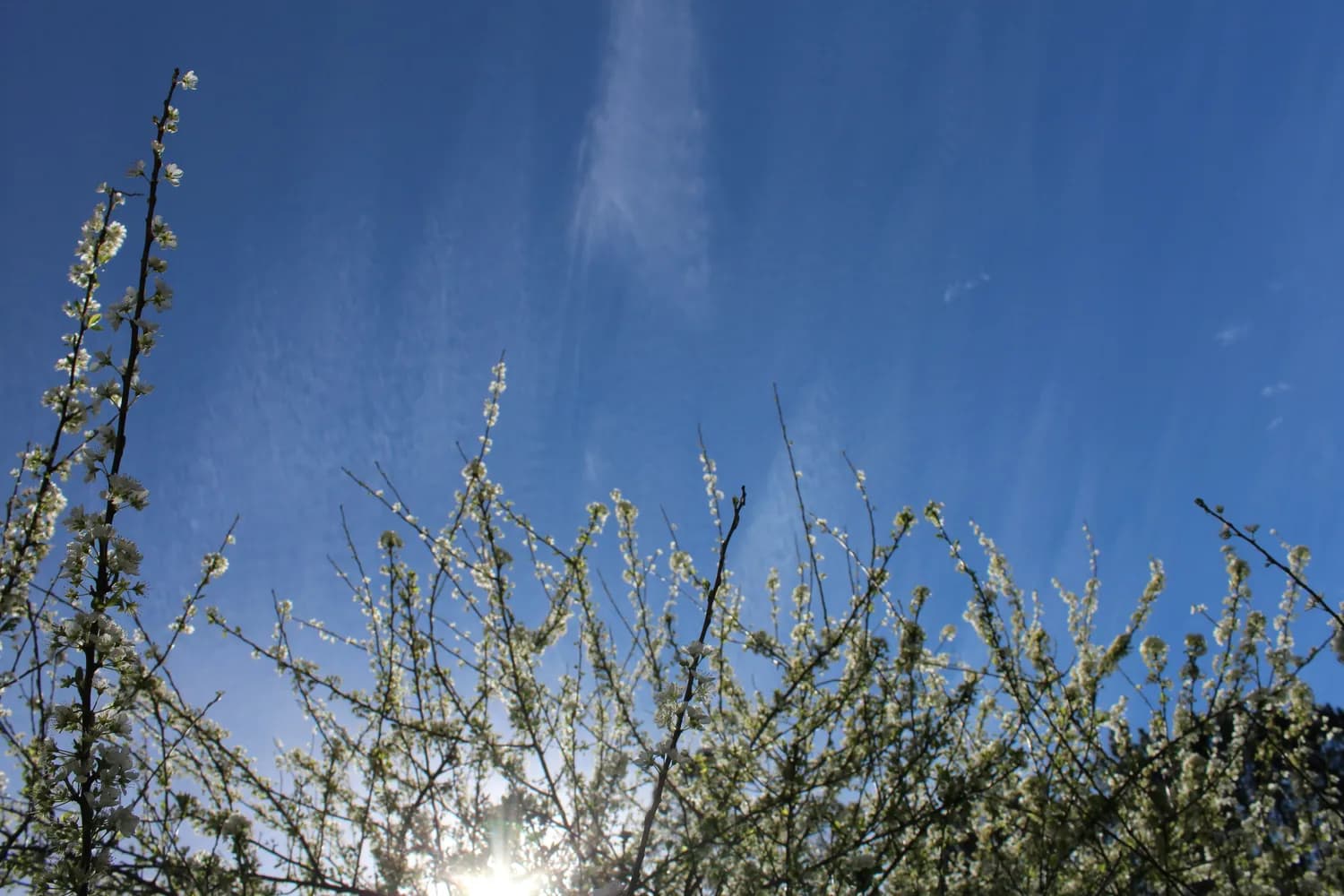 春打六九头：一个节气里的千年智慧