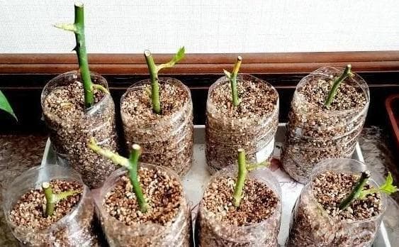 轻松掌握植物扦插：5个实用技巧详解