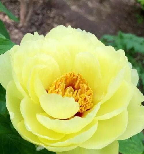 什么花代表永恒？百合花的含义和选择指南