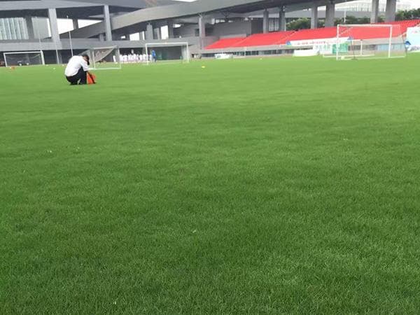 足球草坪用什么草种比较好？