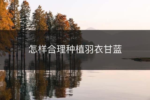 怎样合理种植羽衣甘蓝