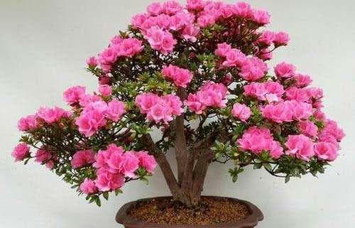 盆栽杜鹃花怎么养