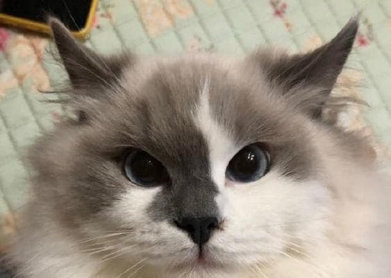 白毛猫和布偶混血：宠物界的新宠儿