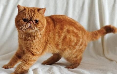 常见家庭宠物猫品种介绍及特点分析