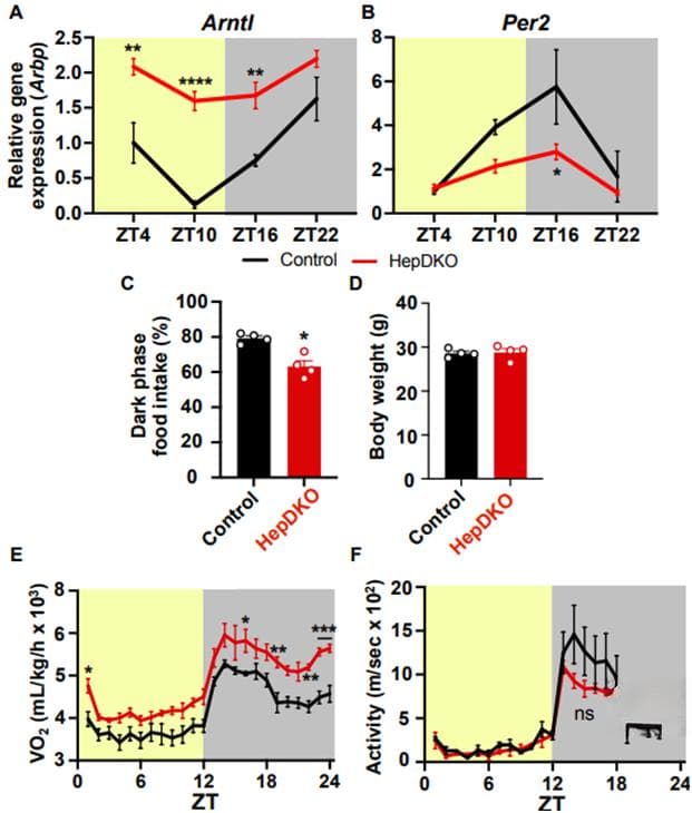 肝脏与大脑的对话！Science：破解不规律进食的肥胖密码
