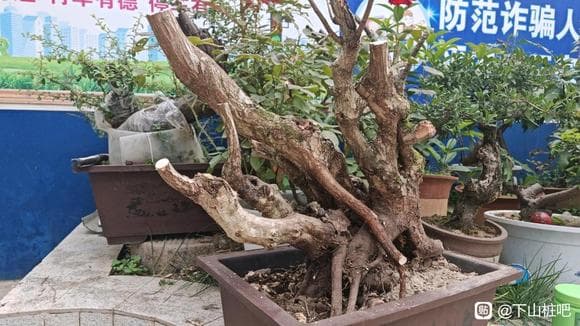 盆景养护指南：方寸之间的自然艺术