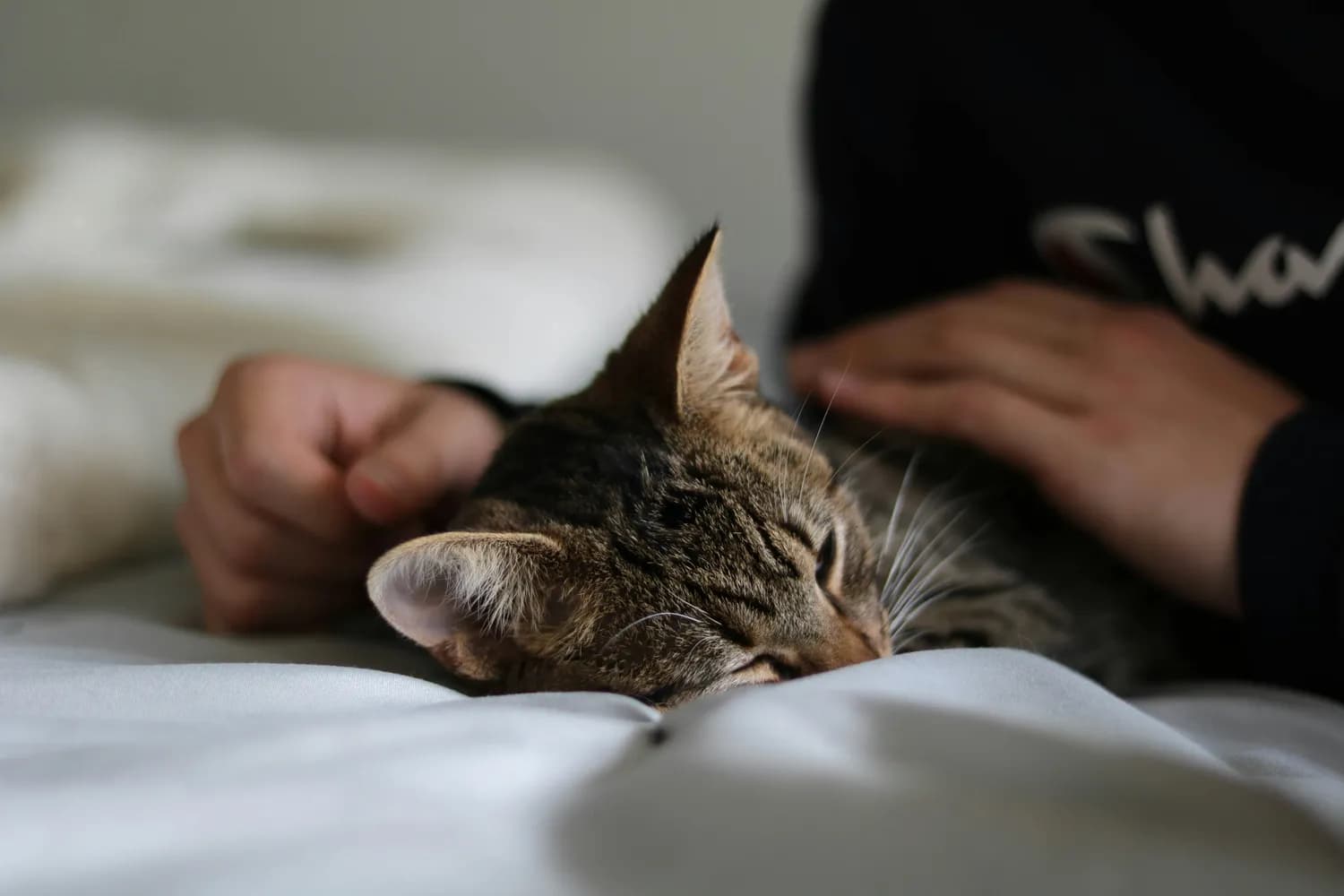 冬季与猫共眠：甜蜜还是烦恼？