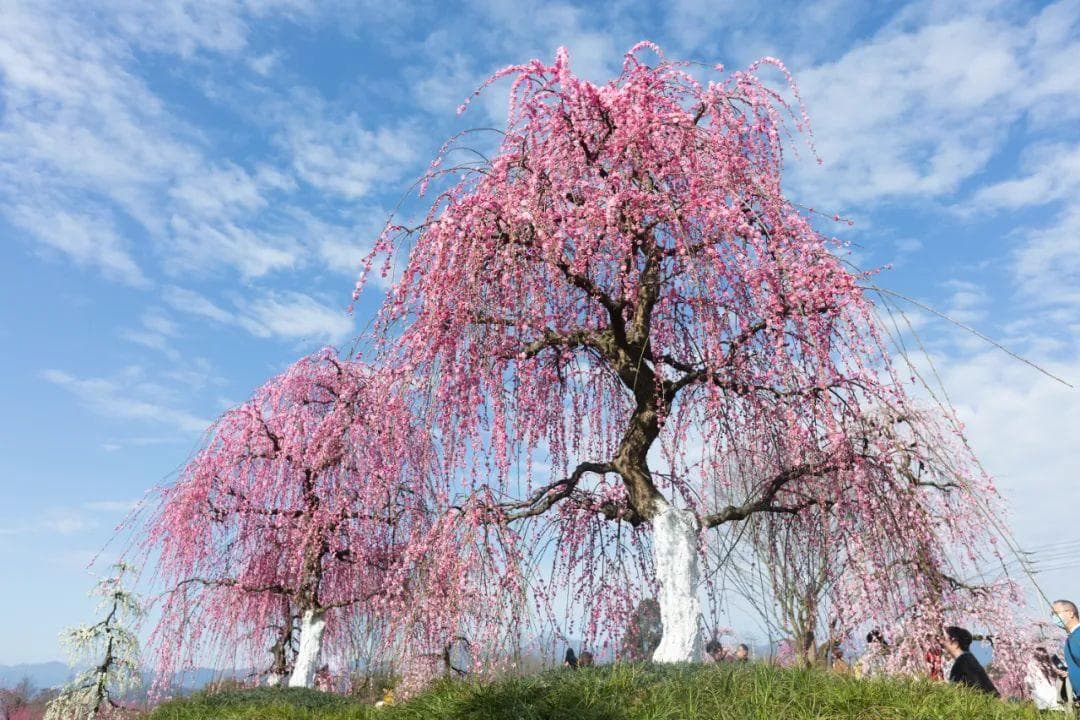 都江堰问花村景区介绍(门票票价+花期时间+免费政策)