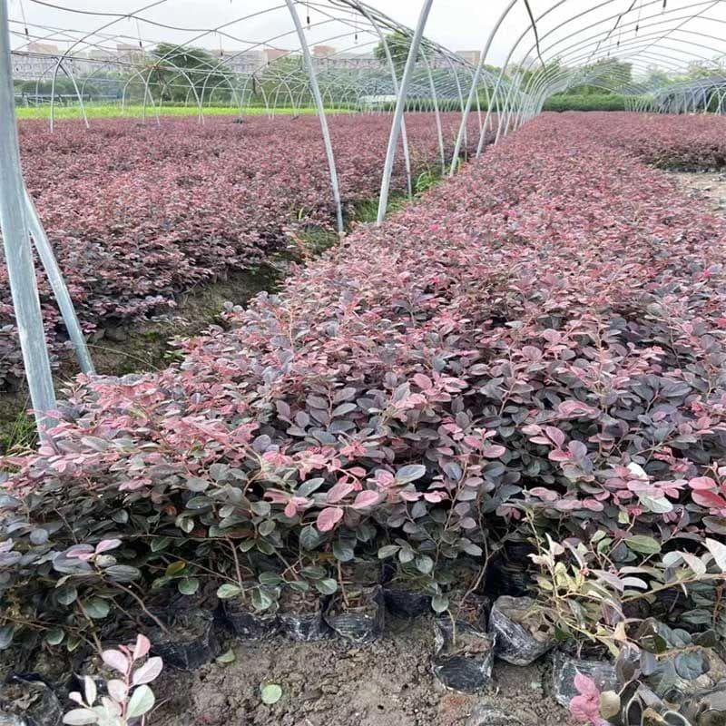 红花继木成活率及种植技巧详解