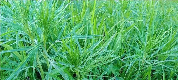 泥蒿种植时间和方法详解（轻松掌握泥蒿种植诀窍，打造丰硕收成）