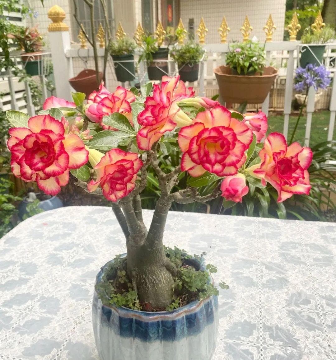 8种花“旱不死”，越旱越爱开花，整个夏天花开不断！