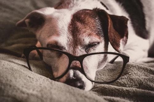 猫咪体检全流程解析：时间安排与详细步骤