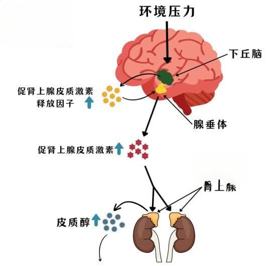 压力管理新视角：肠道微生物的时间性调节作用