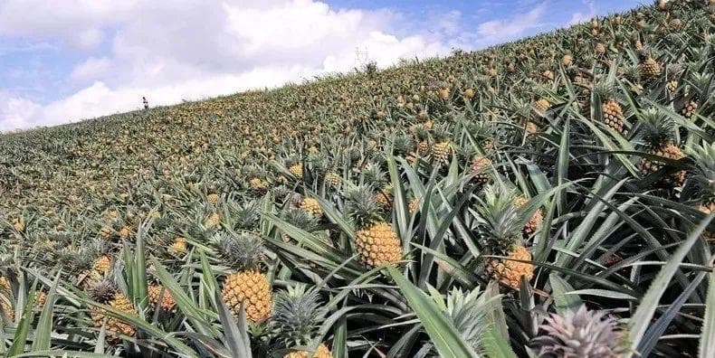 凤梨种植技术与管理法：从育苗到收获的全方位指南
