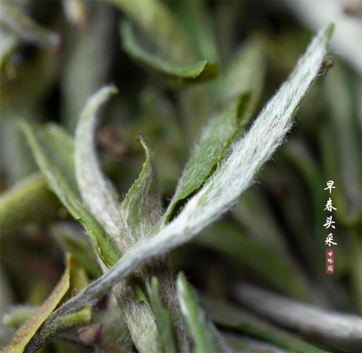 几步解决茶叶的苦涩问题？