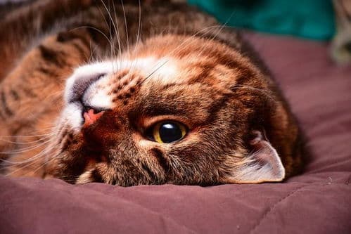 缓解猫咪分离焦虑，关爱有加
