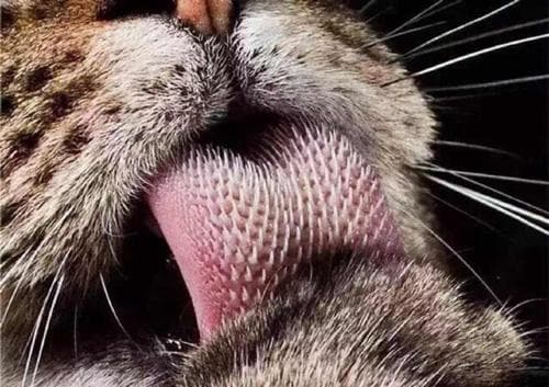 揭秘猫科动物的舌头：为何满是倒刺？