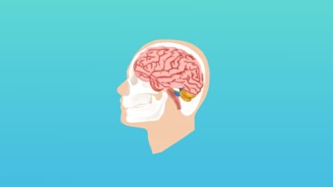 改善生活方式能缓解脑白质稀疏吗