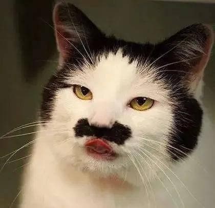 购买养猫OR领养流浪猫？哪个更香？