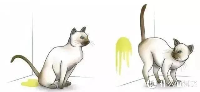 研究证实：猫咪绝育能延长寿命，但也有这些风险