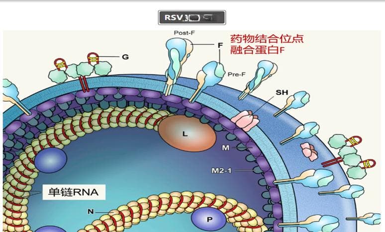 中国婴儿呼吸道合胞病毒（RSV）预防的新时代——儿科医生的视角