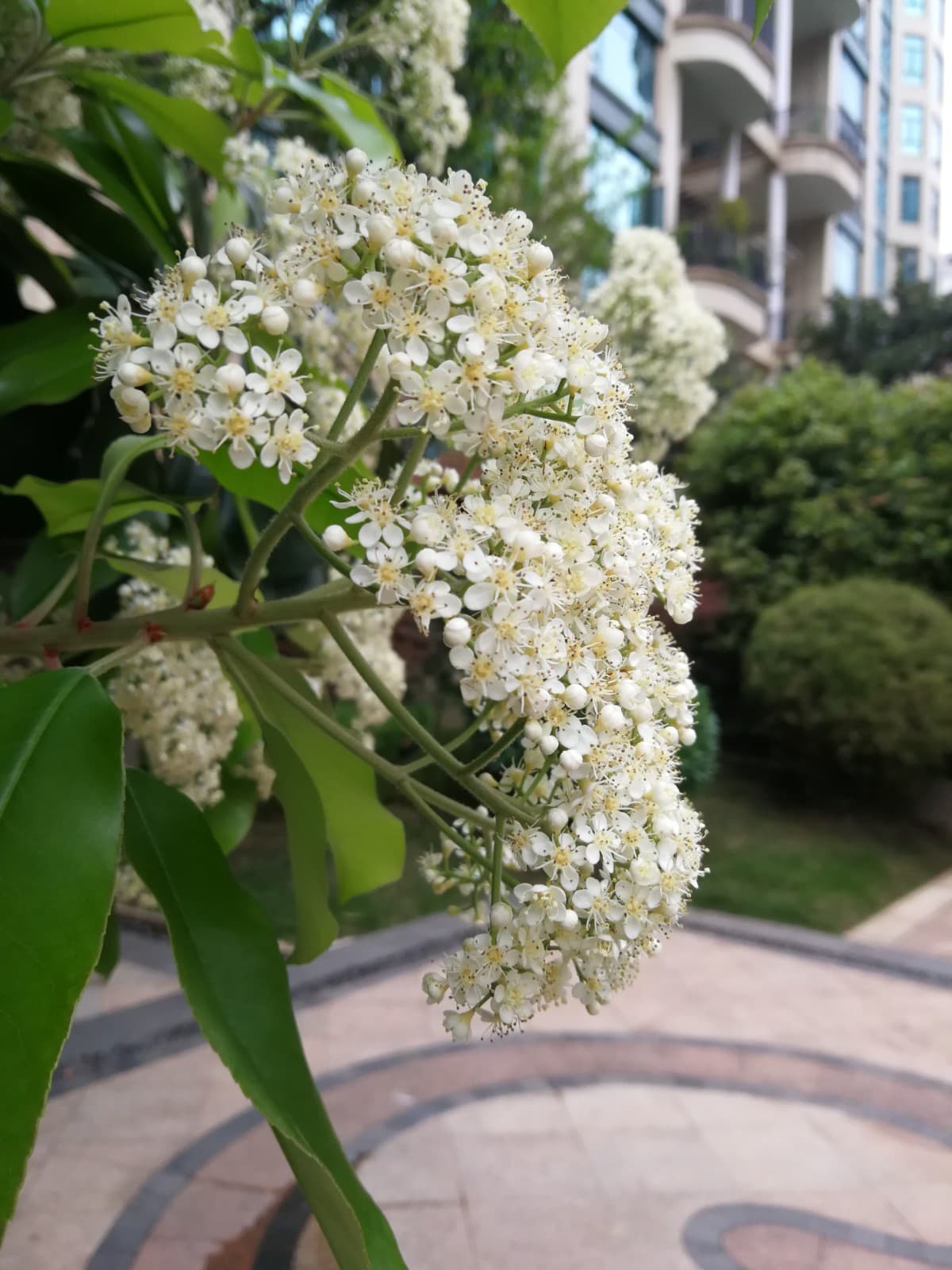 石楠树——春“赏花”、秋观果！