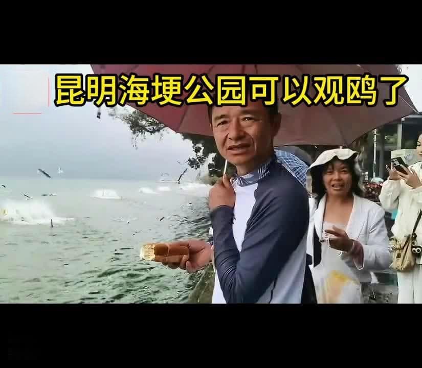 美好生活在云南｜昆明海埂公园可以观鸥了