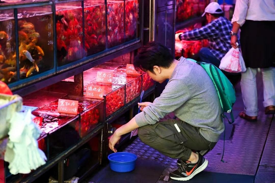 你以为金鱼好养吗？其实金鱼不好养，关键的这四点你要知道