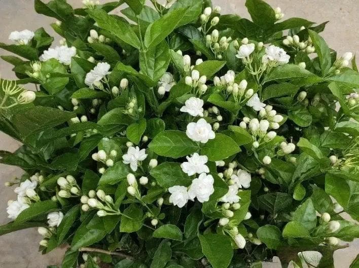 养茉莉花，学会自制这种酸性土壤，省心又省钱，花香弥漫满屋