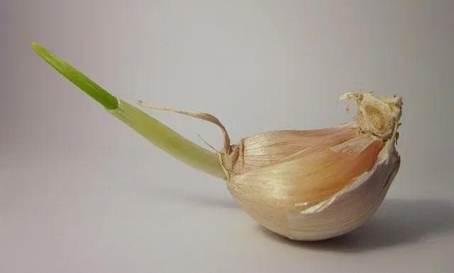 腊八蒜的营养秘密：比生蒜更健康？