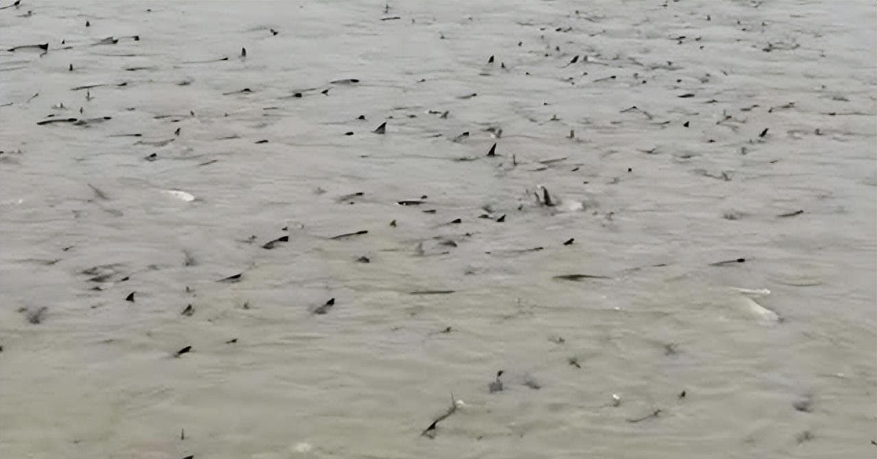 声呐技术监测海洋鱼群，应用与探索