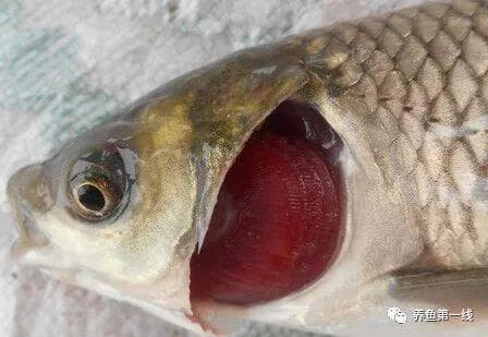 鱼病诊断与防治概述：治好鱼病关键是对病鱼要有正确诊断